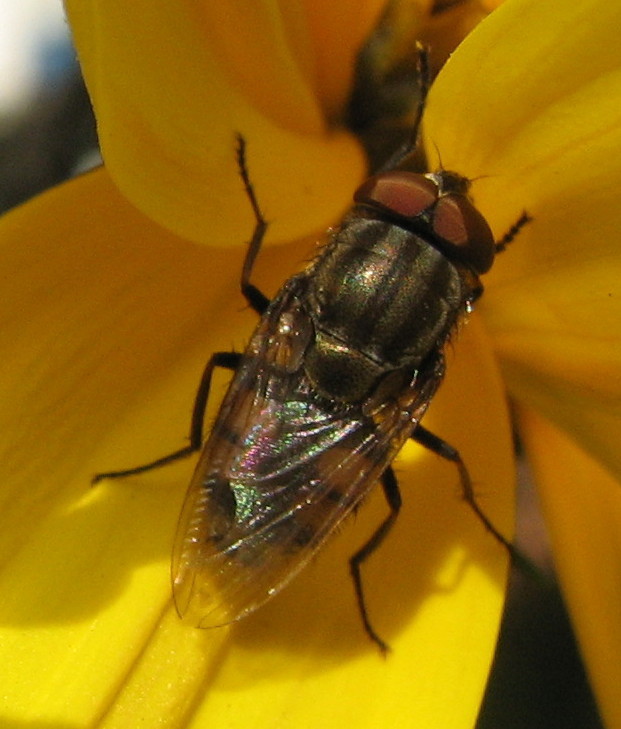 Stomorhina lunata (Calliphoridae)